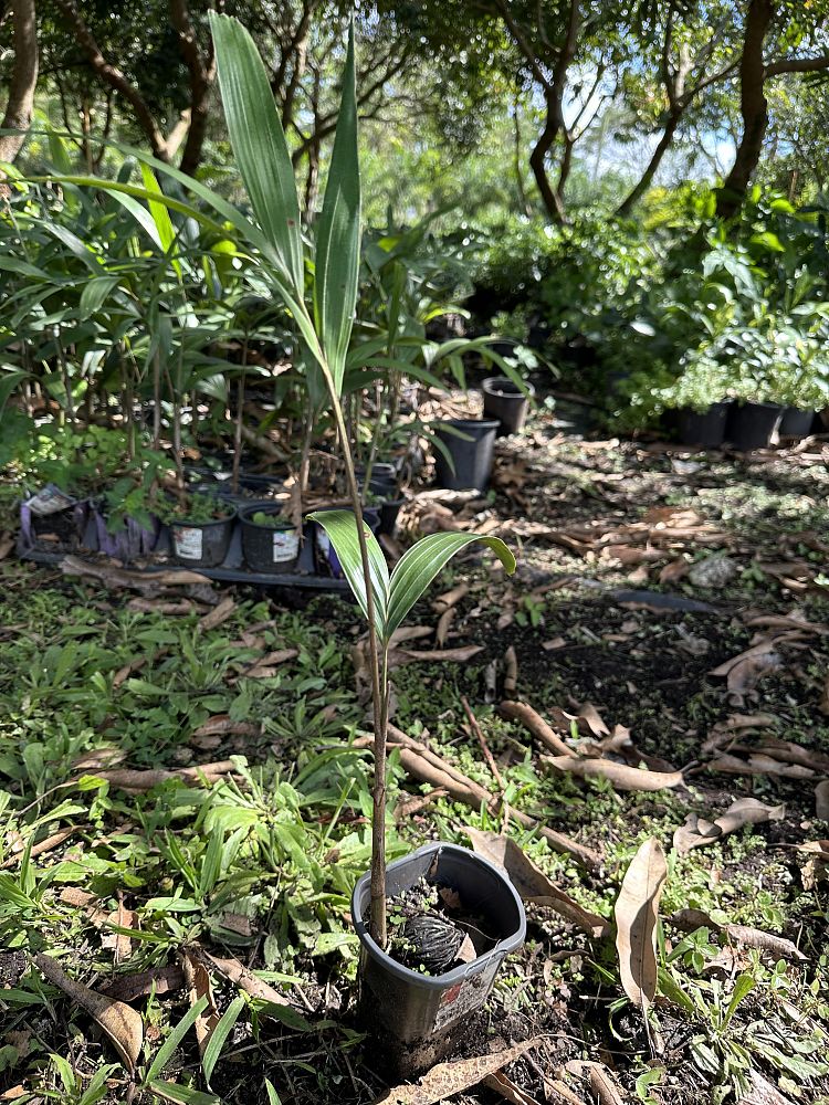 wodyetia-bifurcata-foxtail-palm