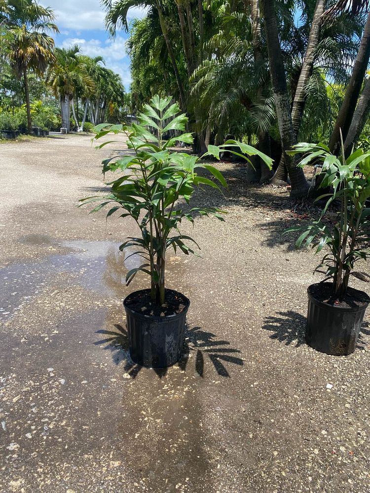wodyetia-bifurcata-foxtail-palm
