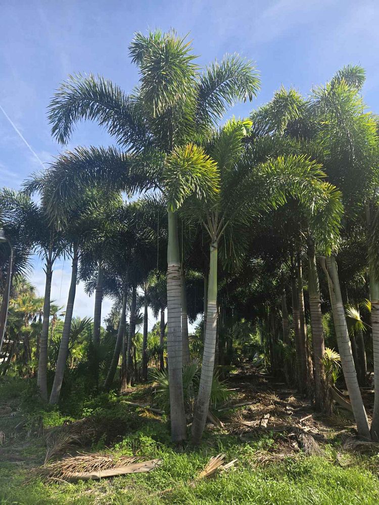 wodyetia-bifurcata-foxtail-palm