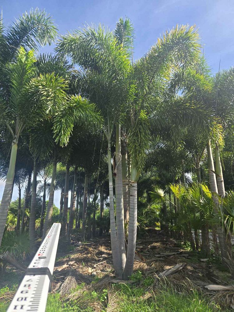wodyetia-bifurcata-foxtail-palm