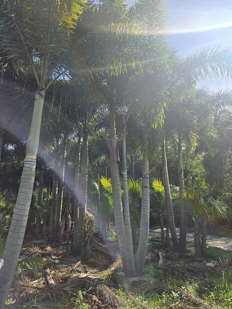 wodyetia-bifurcata-foxtail-palm