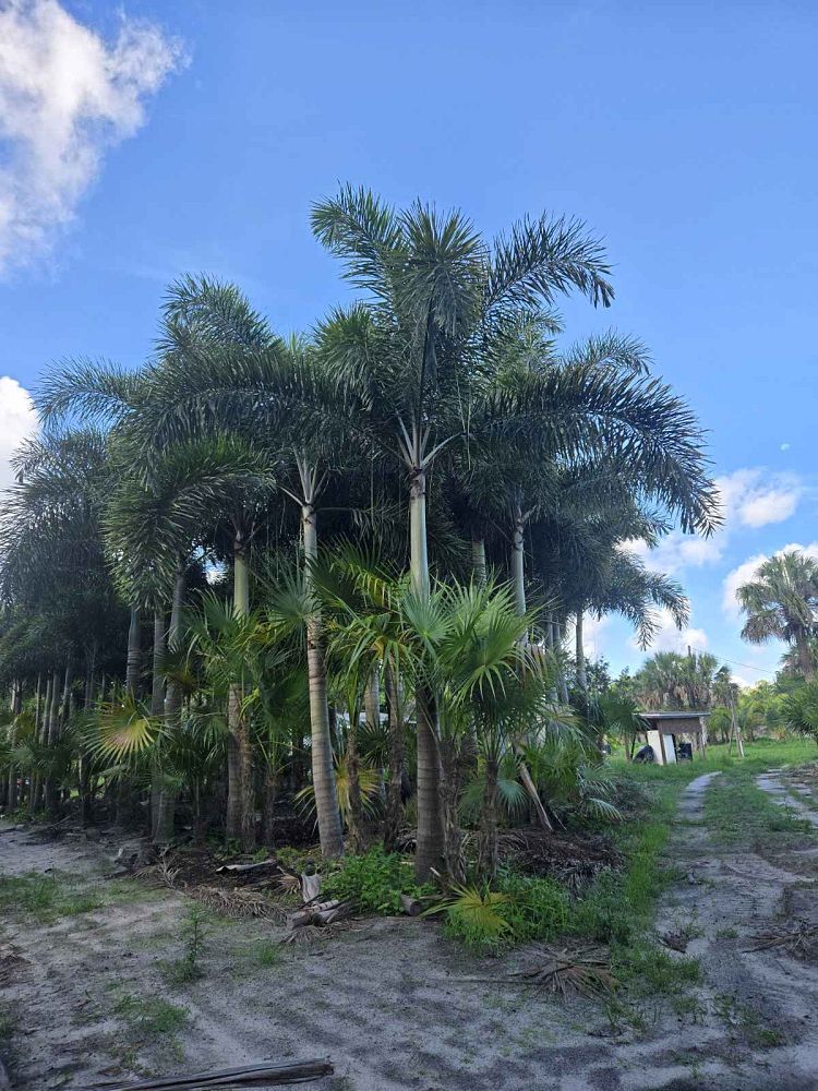 wodyetia-bifurcata-foxtail-palm