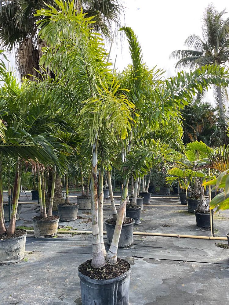 wodyetia-bifurcata-foxtail-palm