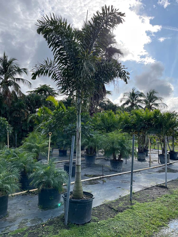wodyetia-bifurcata-foxtail-palm