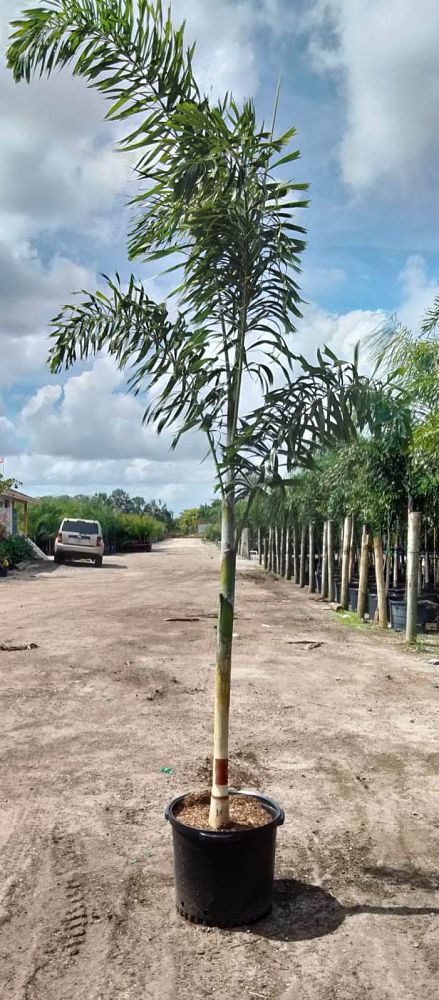 wodyetia-bifurcata-foxtail-palm