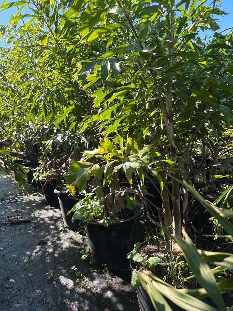 wodyetia-bifurcata-foxtail-palm