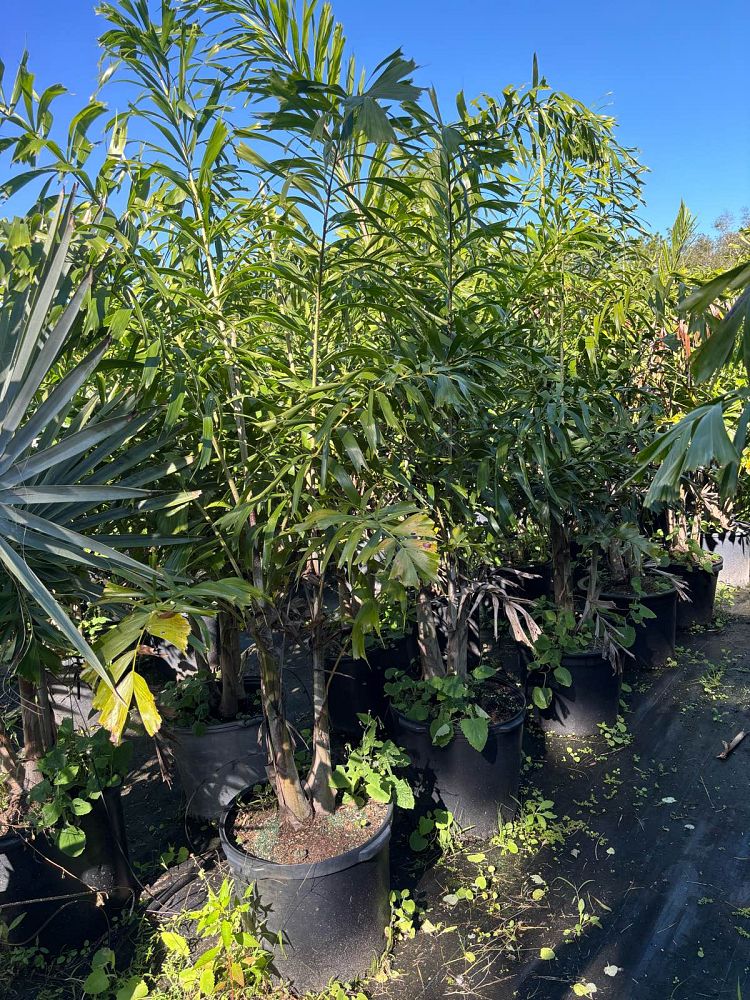 wodyetia-bifurcata-foxtail-palm