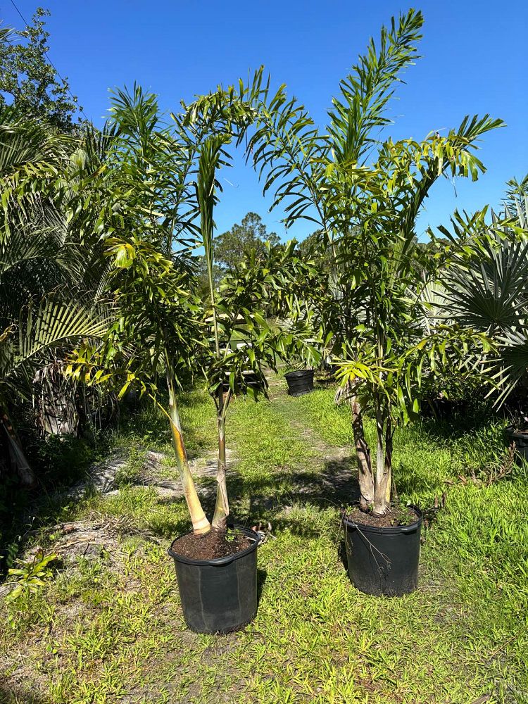 wodyetia-bifurcata-foxtail-palm