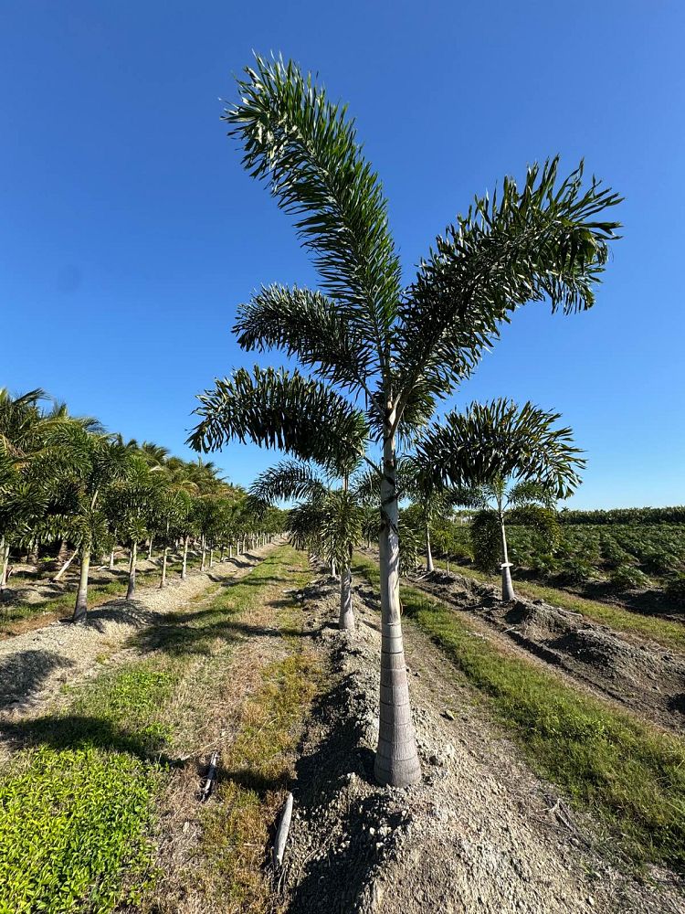 wodyetia-bifurcata-foxtail-palm