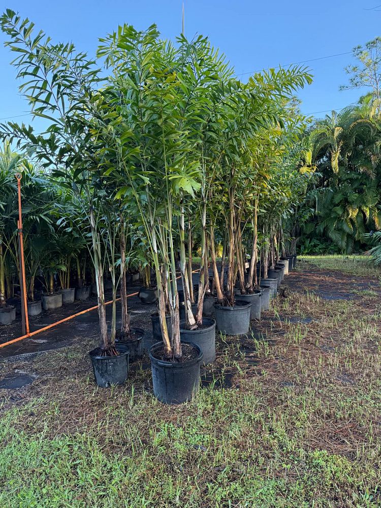 wodyetia-bifurcata-foxtail-palm