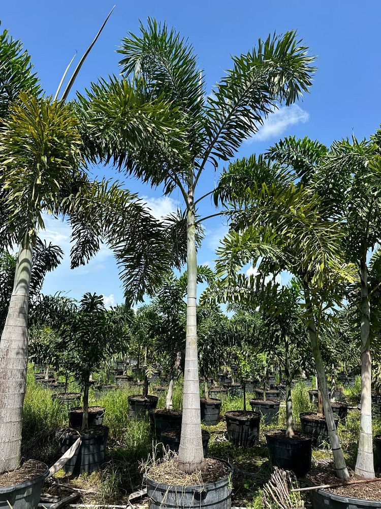 wodyetia-bifurcata-foxtail-palm