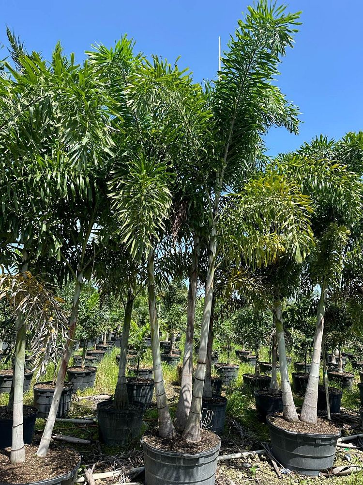 wodyetia-bifurcata-foxtail-palm