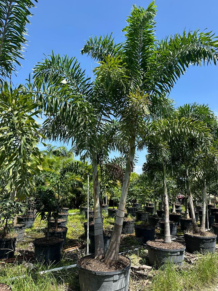 wodyetia-bifurcata-foxtail-palm