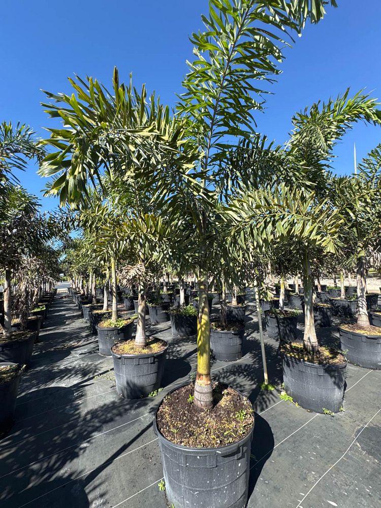wodyetia-bifurcata-foxtail-palm