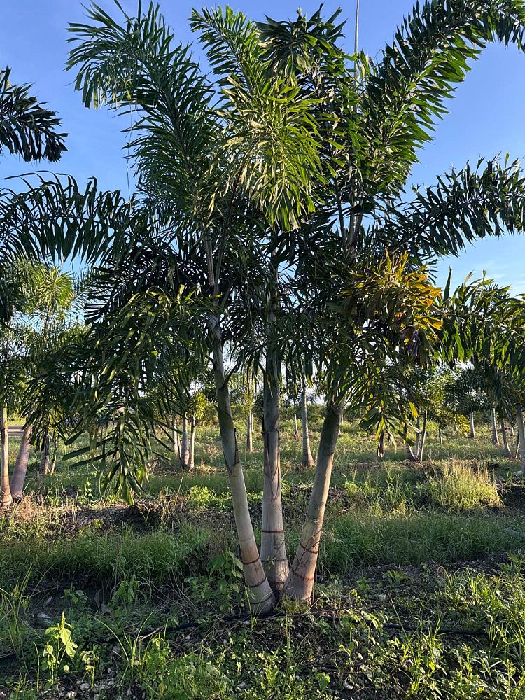 wodyetia-bifurcata-foxtail-palm