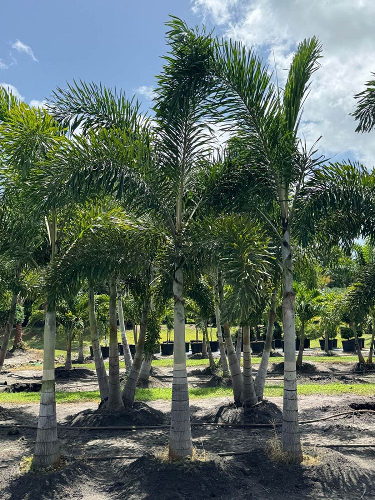 wodyetia-bifurcata-foxtail-palm