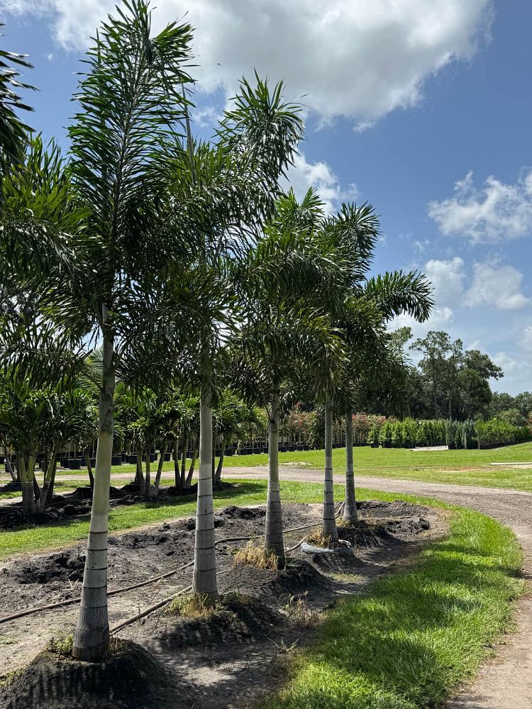 wodyetia-bifurcata-foxtail-palm