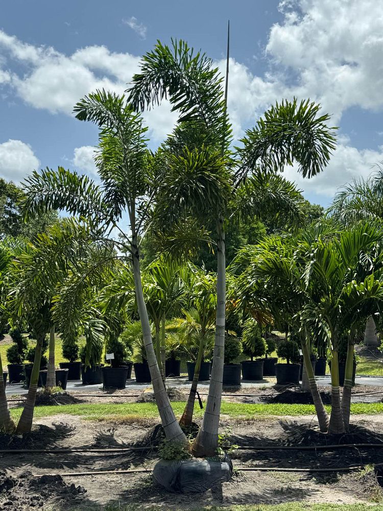 wodyetia-bifurcata-foxtail-palm