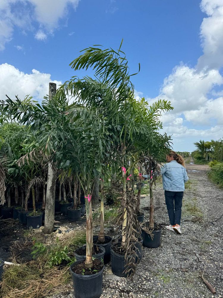 wodyetia-bifurcata-foxtail-palm