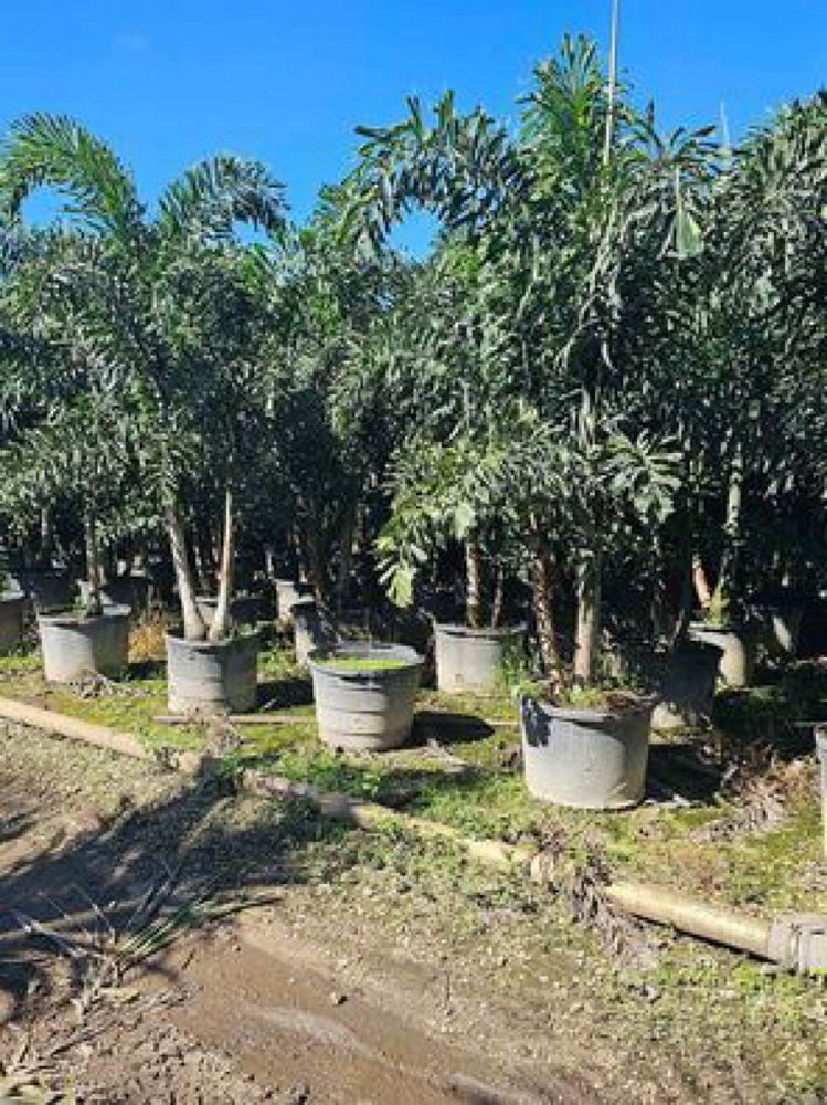 wodyetia-bifurcata-foxtail-palm