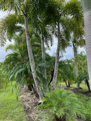 wodyetia-bifurcata-foxtail-palm