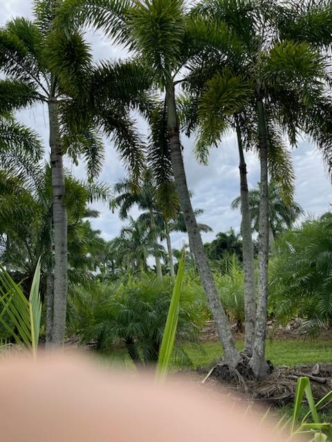 wodyetia-bifurcata-foxtail-palm