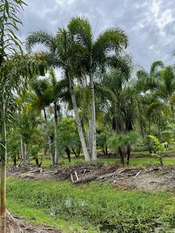 wodyetia-bifurcata-foxtail-palm