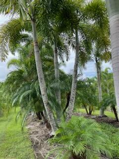 wodyetia-bifurcata-foxtail-palm