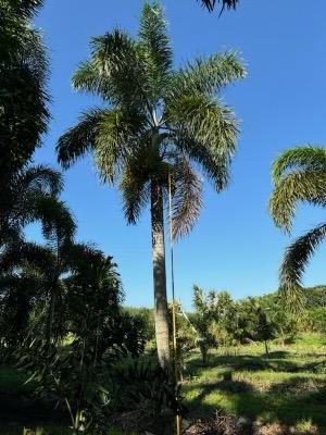 wodyetia-bifurcata-foxtail-palm