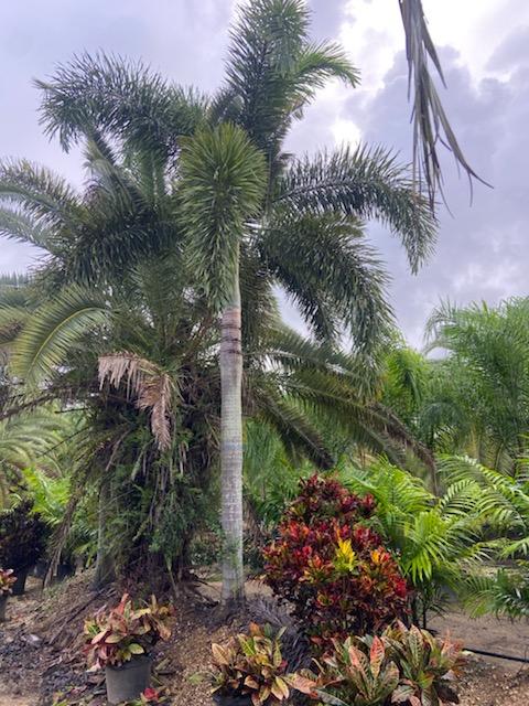 wodyetia-bifurcata-foxtail-palm