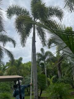 wodyetia-bifurcata-foxtail-palm