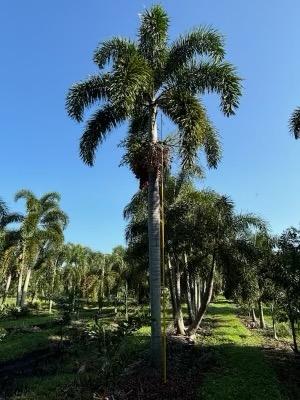 wodyetia-bifurcata-foxtail-palm