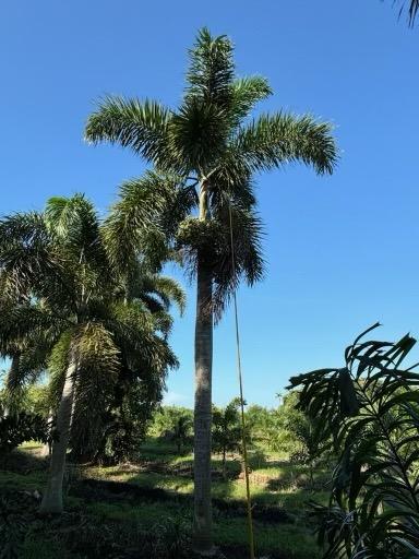 wodyetia-bifurcata-foxtail-palm