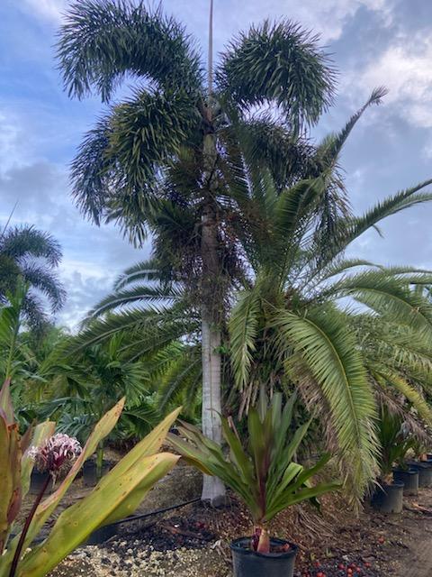 wodyetia-bifurcata-foxtail-palm