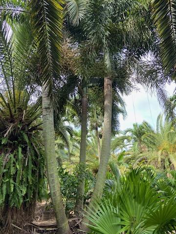 wodyetia-bifurcata-foxtail-palm