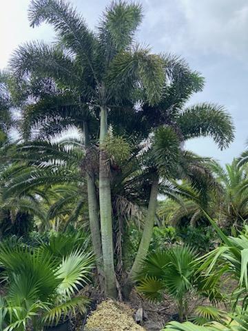 wodyetia-bifurcata-foxtail-palm