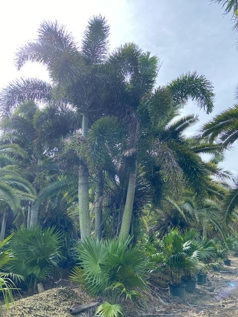 wodyetia-bifurcata-foxtail-palm