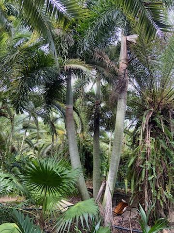 wodyetia-bifurcata-foxtail-palm