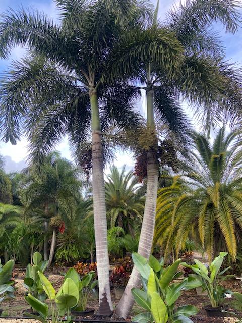 wodyetia-bifurcata-foxtail-palm