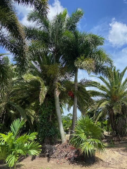 wodyetia-bifurcata-foxtail-palm