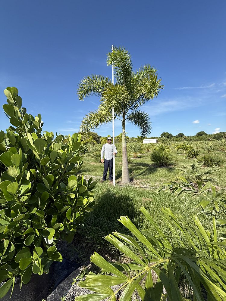 wodyetia-bifurcata-foxtail-palm