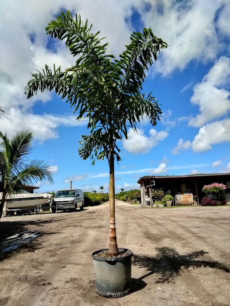 wodyetia-bifurcata-foxtail-palm
