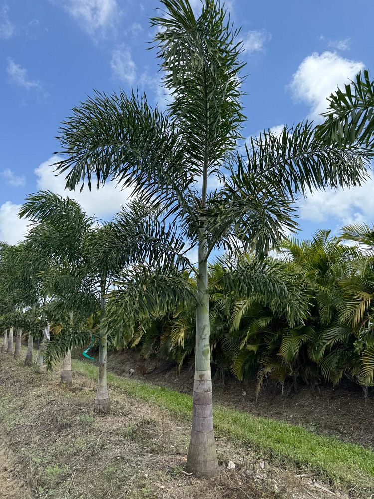 wodyetia-bifurcata-foxtail-palm