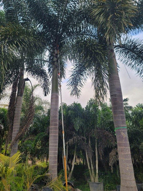 wodyetia-bifurcata-foxtail-palm