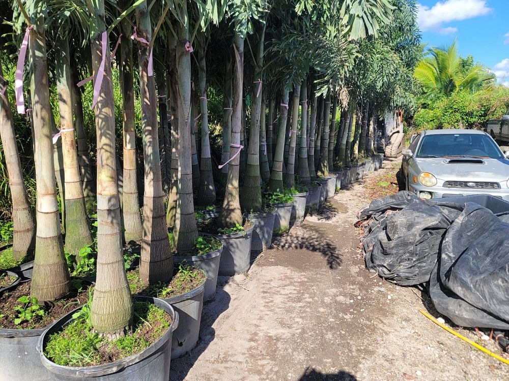 wodyetia-bifurcata-foxtail-palm