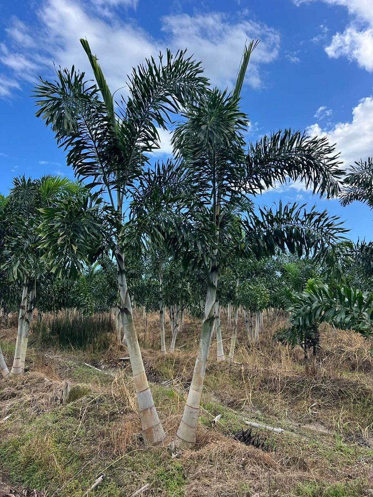 wodyetia-bifurcata-foxtail-palm