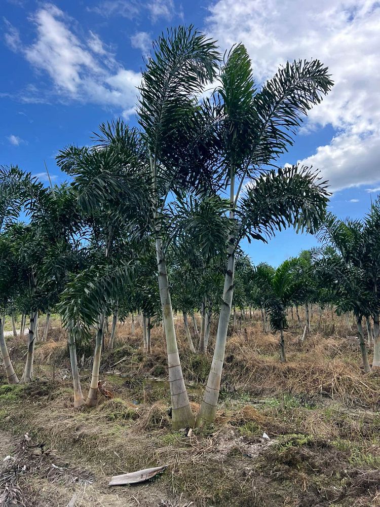 wodyetia-bifurcata-foxtail-palm