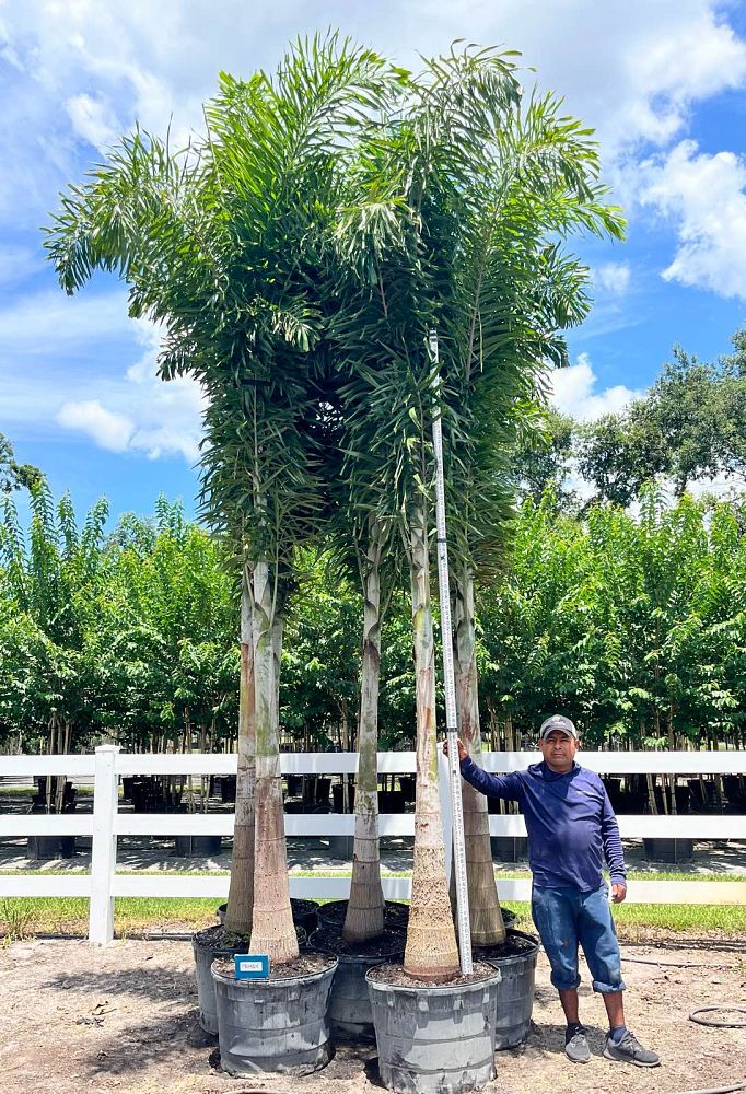 wodyetia-bifurcata-foxtail-palm
