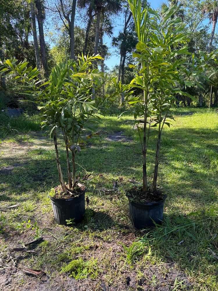 wodyetia-bifurcata-foxtail-palm