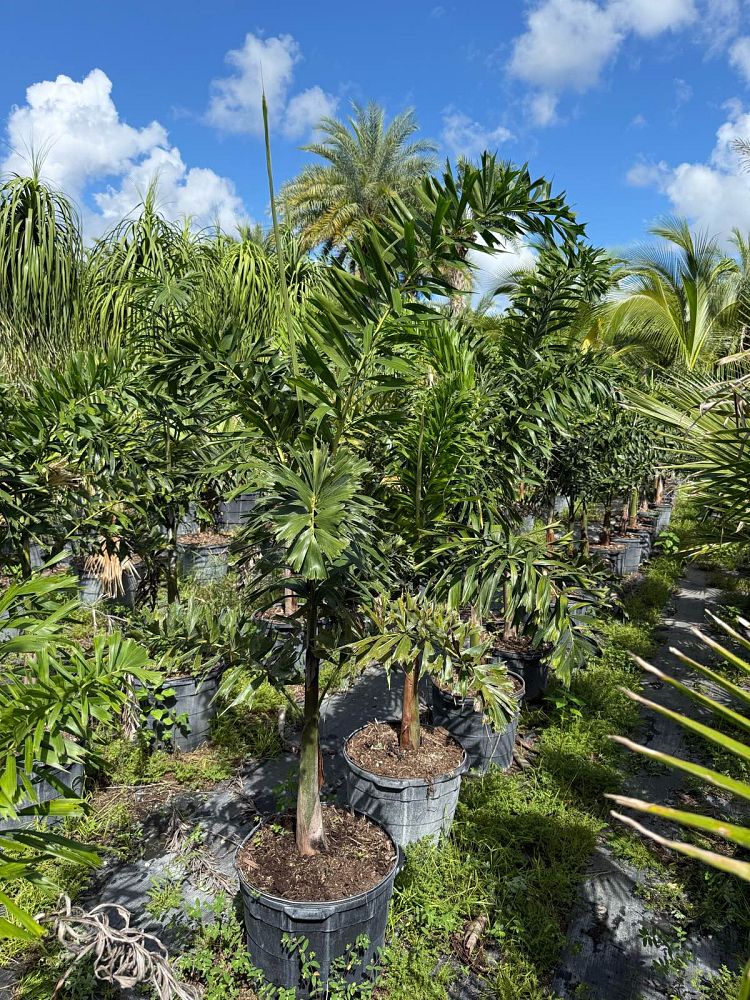 wodyetia-bifurcata-foxtail-palm